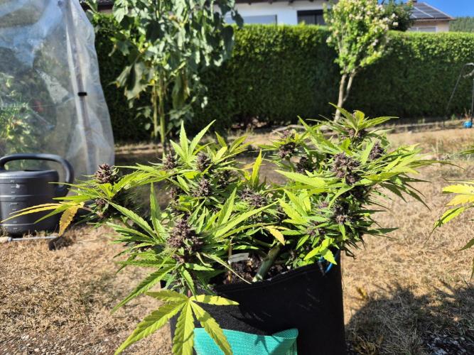 Outdoor Fastbuds grow 2026. Week 8