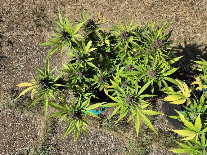 Outdoor Fastbuds grow 2026. Week 8