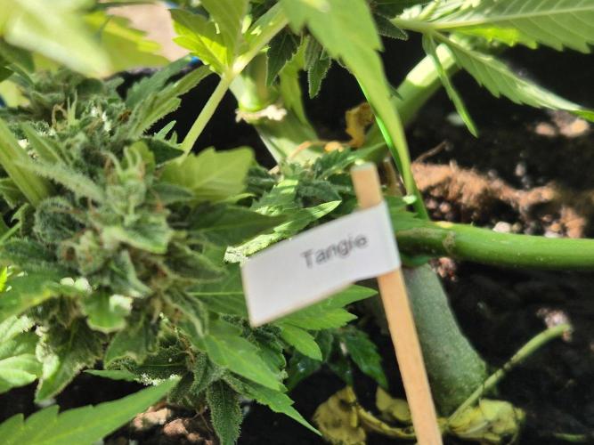 Outdoor Fastbuds grow 2026. Week 8
