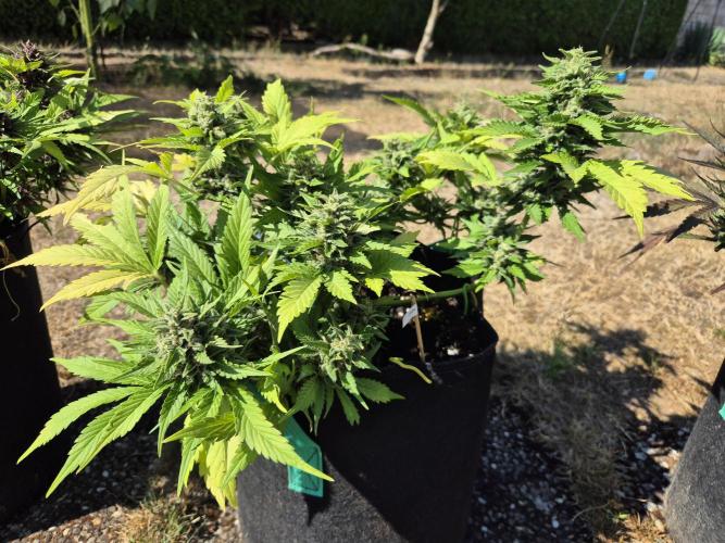 Outdoor Fastbuds grow 2026. Week 8