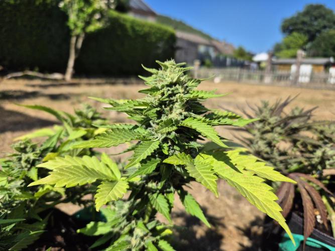 Outdoor Fastbuds grow 2026. Week 8