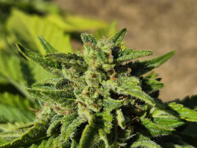 Outdoor Fastbuds grow 2026. Week 8