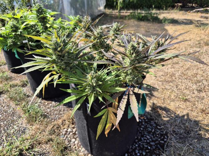 Outdoor Fastbuds grow 2026. Week 8