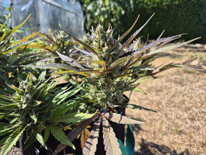 Outdoor Fastbuds grow 2026. Week 8
