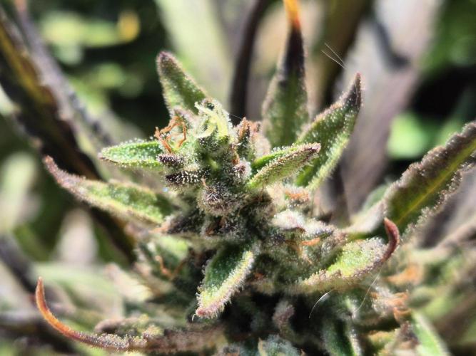 Outdoor Fastbuds grow 2026. Week 8