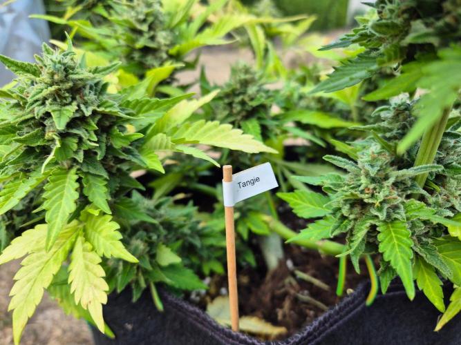 Outdoor Fastbuds grow 2026. Week 9