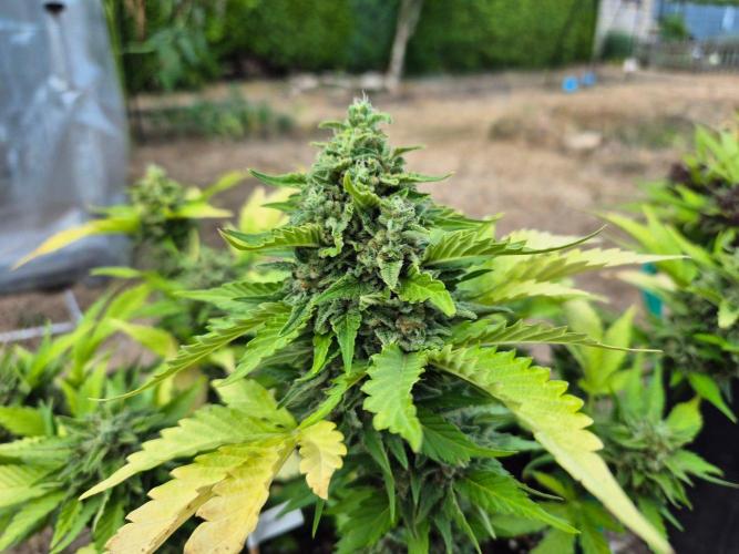 Outdoor Fastbuds grow 2026. Week 9