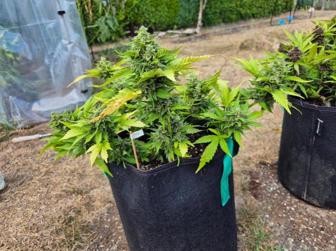 Outdoor Fastbuds grow 2026. Week 9