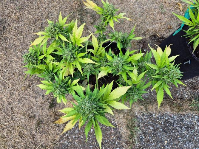 Outdoor Fastbuds grow 2026. Week 9