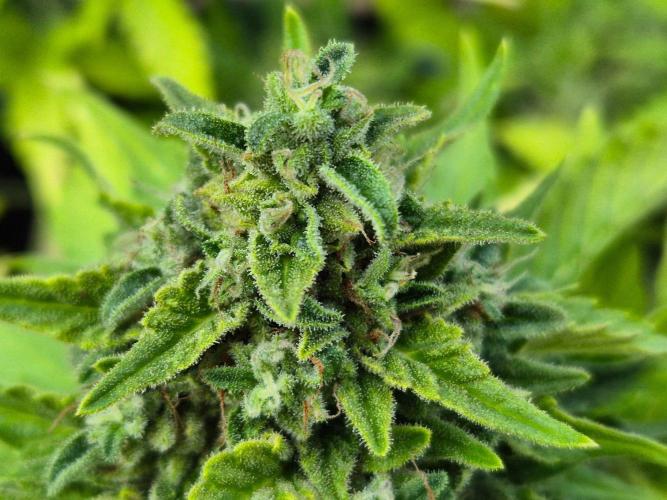 Outdoor Fastbuds grow 2026. Week 9