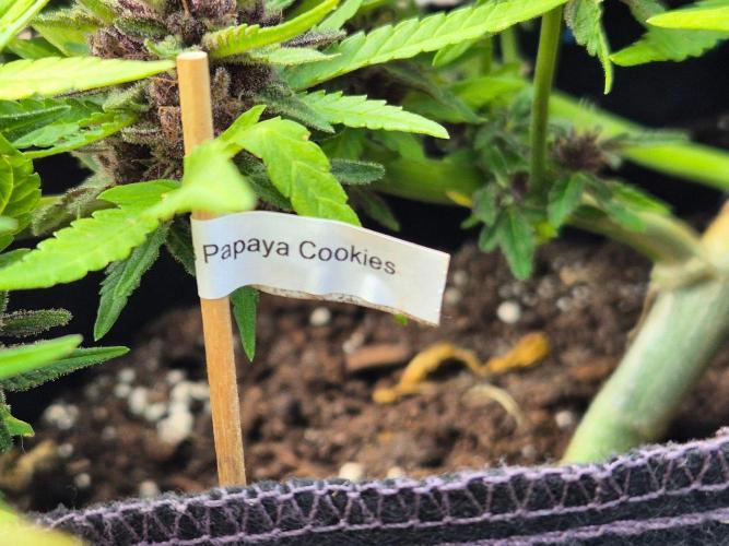 Outdoor Fastbuds grow 2026. Week 9
