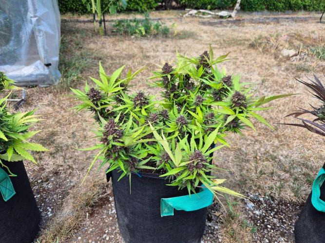 Outdoor Fastbuds grow 2026. Week 9