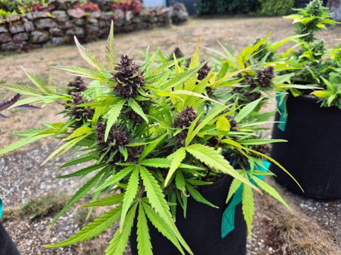 Outdoor Fastbuds grow 2026. Week 9