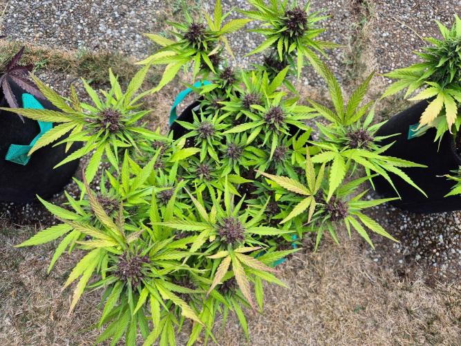 Outdoor Fastbuds grow 2026. Week 9