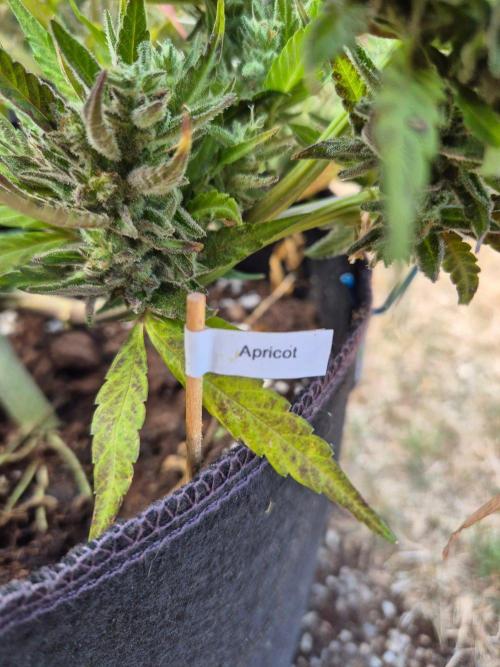 Outdoor Fastbuds grow 2026. Week 9
