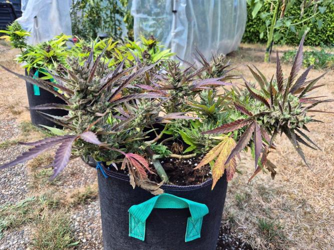 Outdoor Fastbuds grow 2026. Week 9