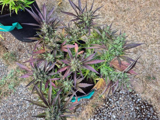 Outdoor Fastbuds grow 2026. Week 9