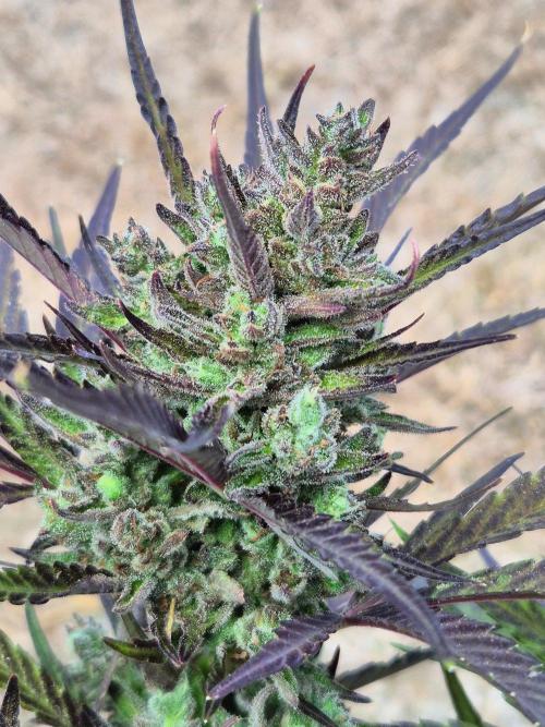 Outdoor Fastbuds grow 2026. Week 9