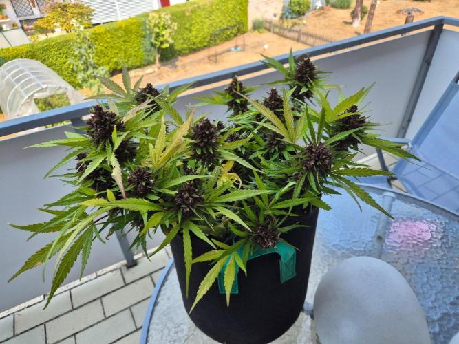 Outdoor Fastbuds grow 2026. Week 10