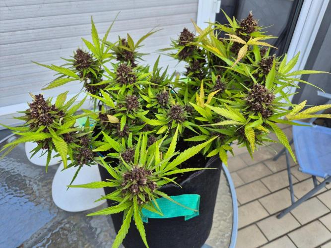 Outdoor Fastbuds grow 2026. Week 10