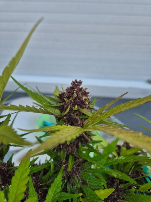Outdoor Fastbuds grow 2026. Week 10