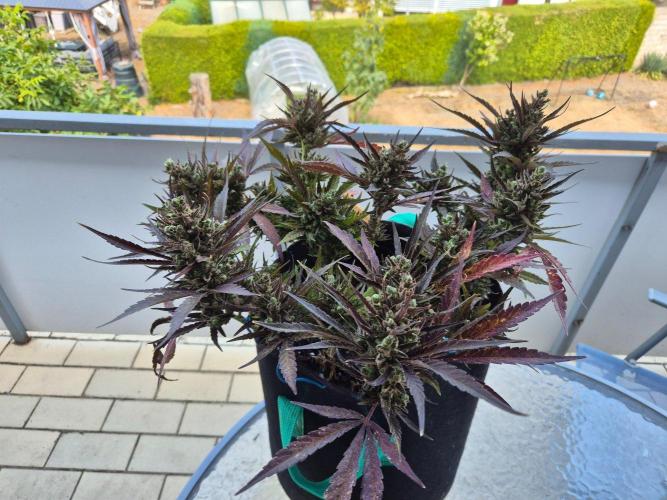 Outdoor Fastbuds grow 2026. Week 10