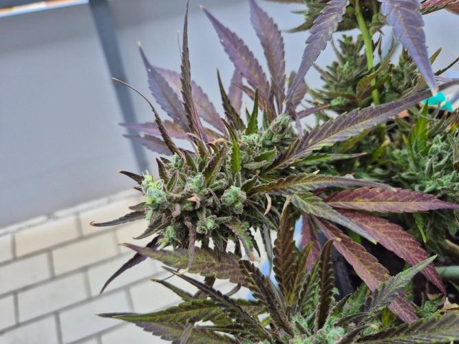 Outdoor Fastbuds grow 2026. Week 10