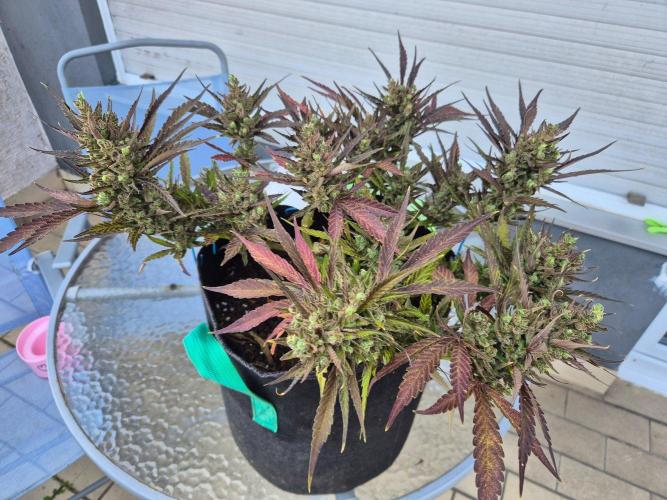 Outdoor Fastbuds grow 2026. Week 10