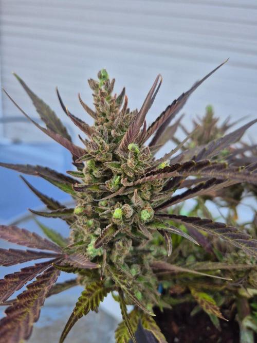 Outdoor Fastbuds grow 2026. Week 10