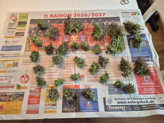 Outdoor Fastbuds grow 2026. Week 10