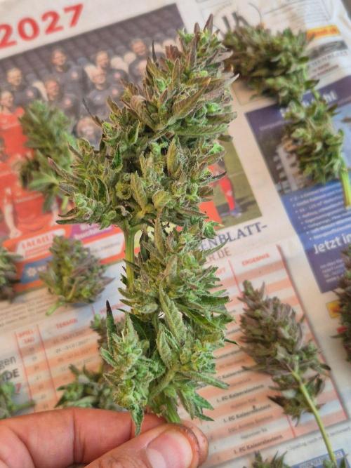 Outdoor Fastbuds grow 2026. Week 10
