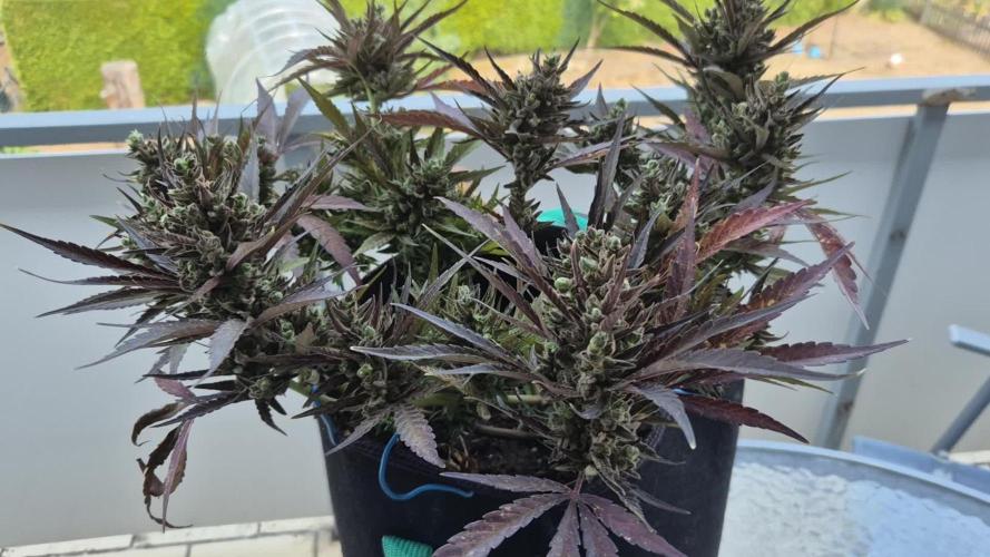 Outdoor Fastbuds grow 2026