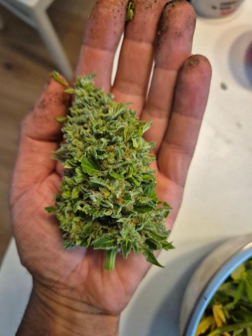 Outdoor Fastbuds grow 2026. Week 10