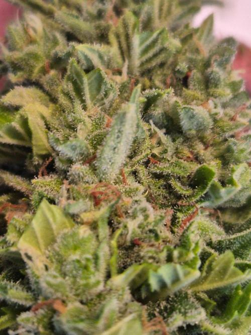 Outdoor Fastbuds grow 2026. Week 10