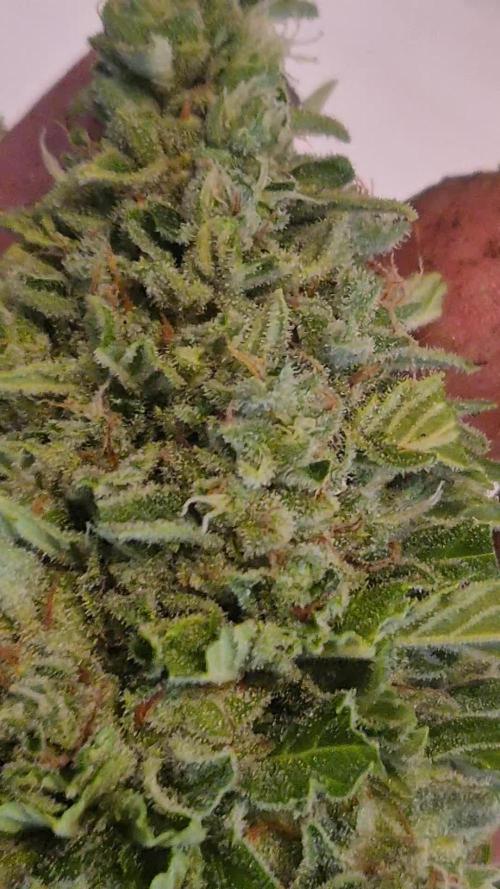 Outdoor Fastbuds grow 2026