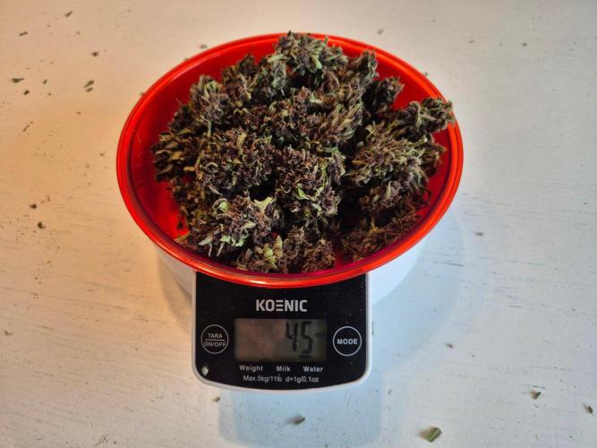 Outdoor Fastbuds grow 2026. Week 10