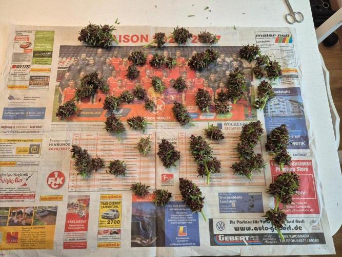 Outdoor Fastbuds grow 2026. Week 10
