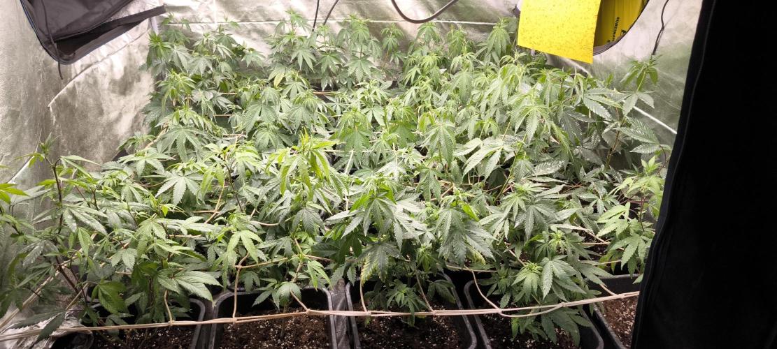 Multi Strains. Week 2