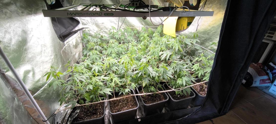 Multi Strains. Week 2