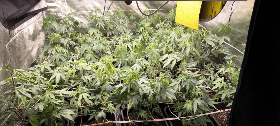 Multi Strains. Week 2