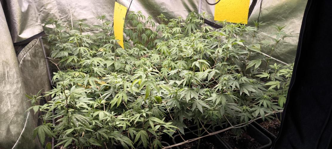 Multi Strains. Week 3