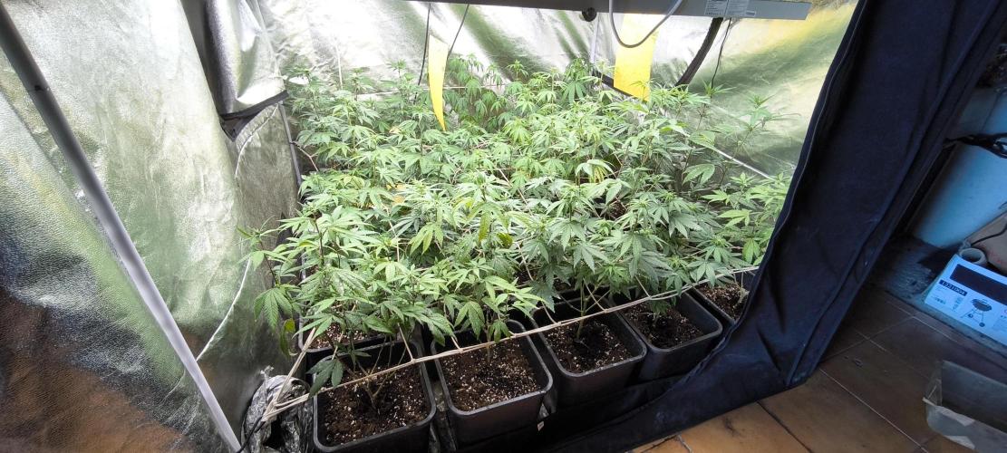 Multi Strains. Week 3