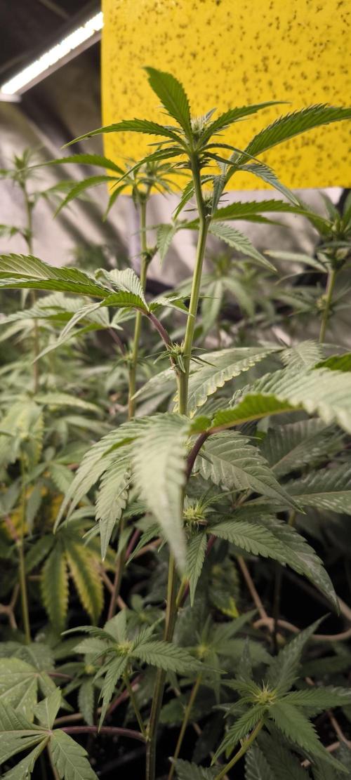 Multi Strains. Week 3