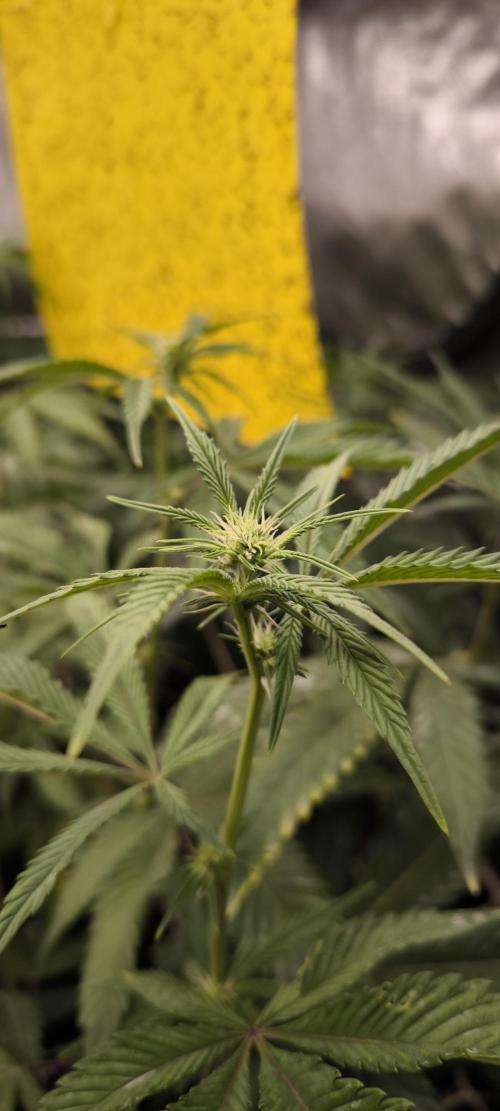 Multi Strains. Week 3 - Dante's Inferno 