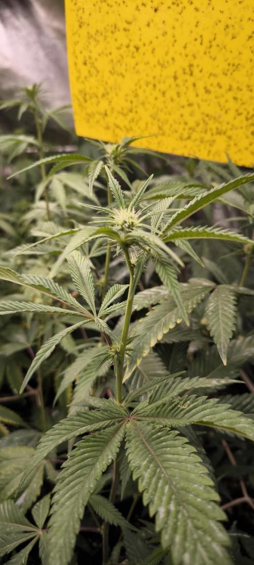 Multi Strains. Week 3 - Dante's Inferno 