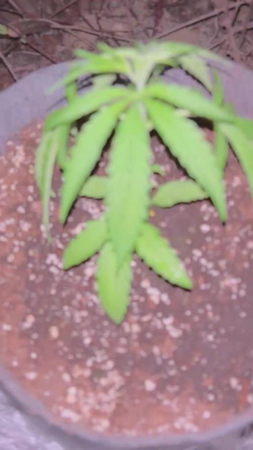 Guerilla in the last moment