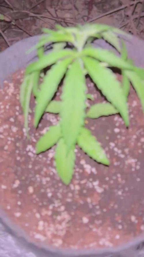 Guerilla in the last moment