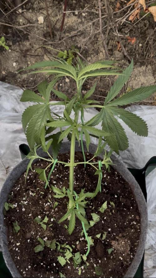 Guerilla in the last moment. Week 3