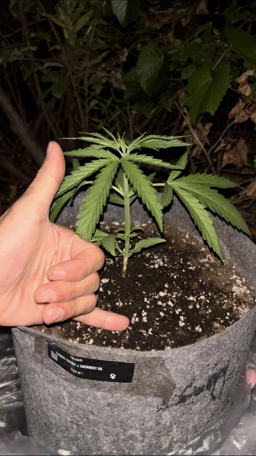 Guerilla in the last moment. Week 3