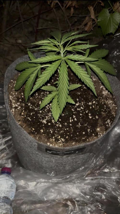 Guerilla in the last moment. Week 3